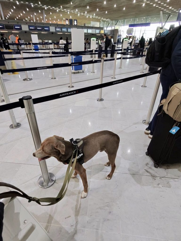 Hemingway, con su arnés y su correa, esperando en el aeropuerto