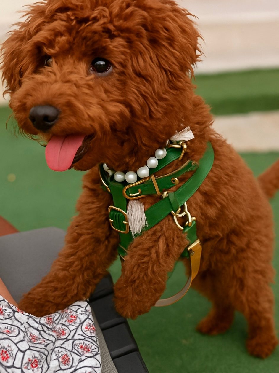 Caniche toy con arnés verde y collar de perlas