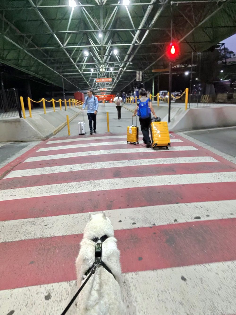 Yuki, con su correa, cruzando un paso de peatones del aeropuerto